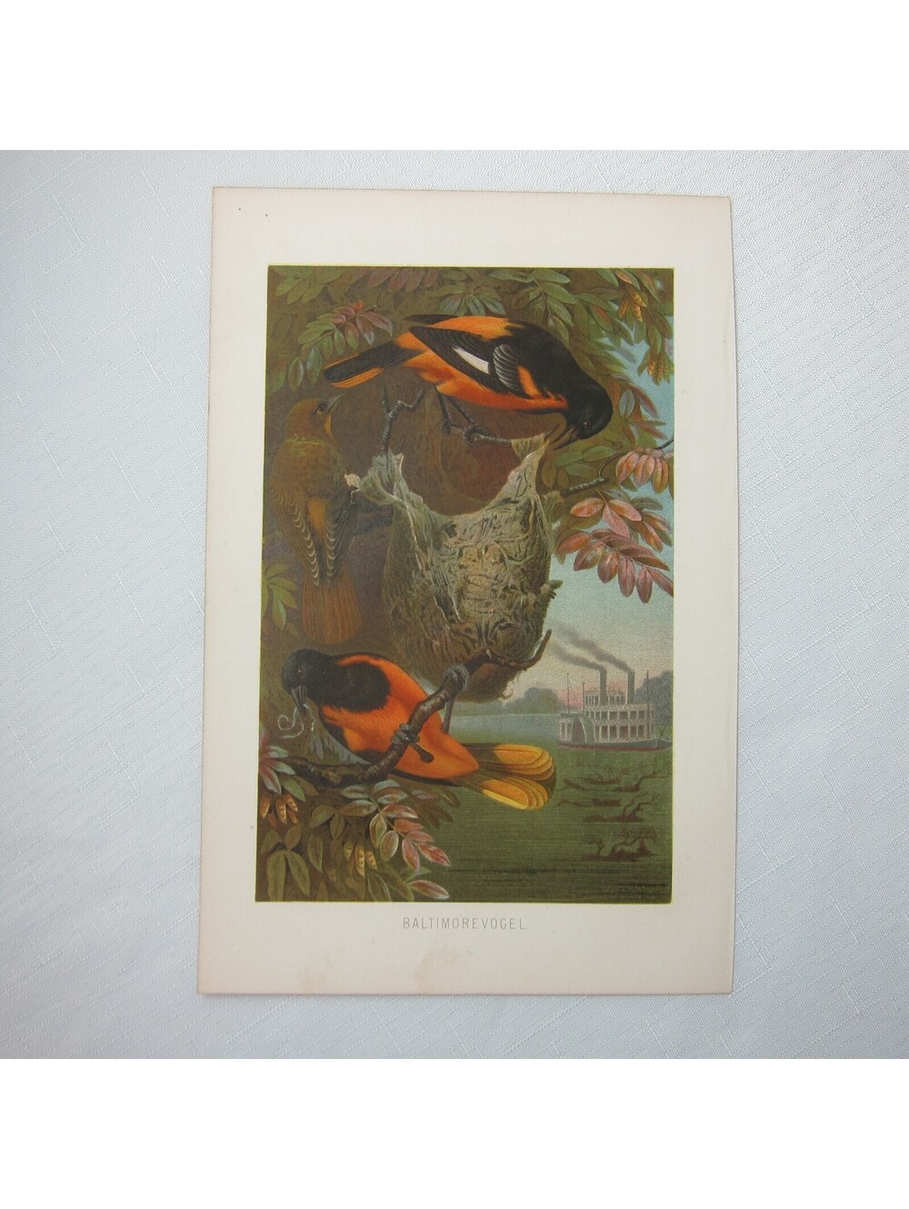 Antique Bird Print Lithograph Baltimore Birds Ornithology 1882